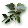 Eucalyptus