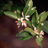 Neroli